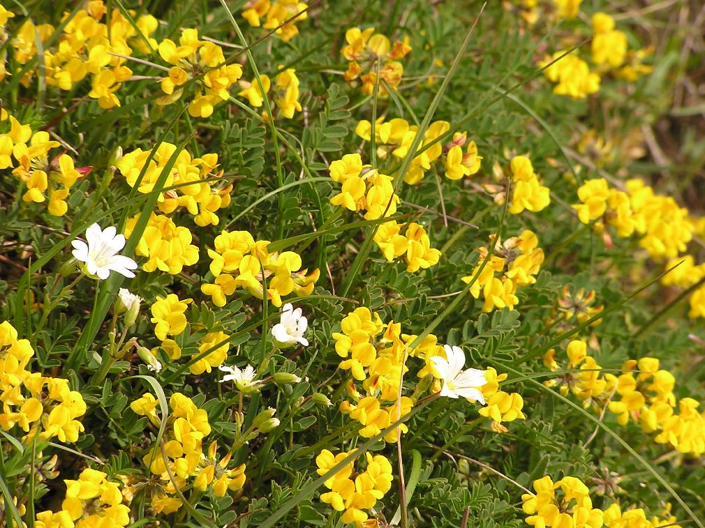 Flora al Parco di Colfiorito - Foto di Roberta Milleri