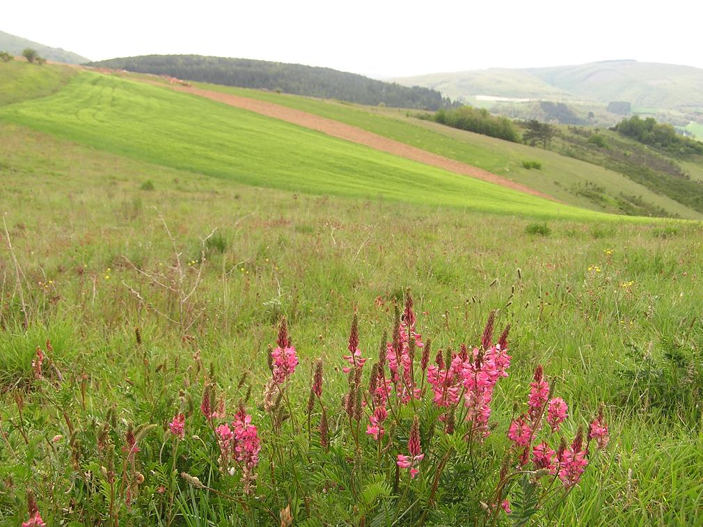 Campi di farro nel Parco di Colfiorito - Foto di Roberta Milleri