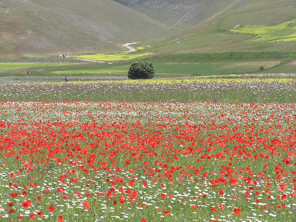 LA FIORITA DI CASTELLUCCIO